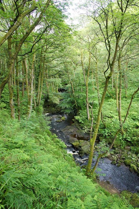 Beautiful Riverside Home, Hebden Bridge, Woodland Views, Sleeps 2 - 9 Exterior foto